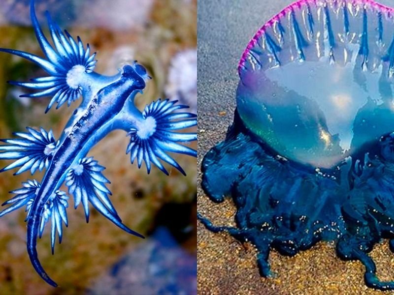 Las carabelas portuguesas "invadieron" Uruguay y "amenazan" Argentina: ¿Qué pasará con los dragones azules, su peor enemigo?