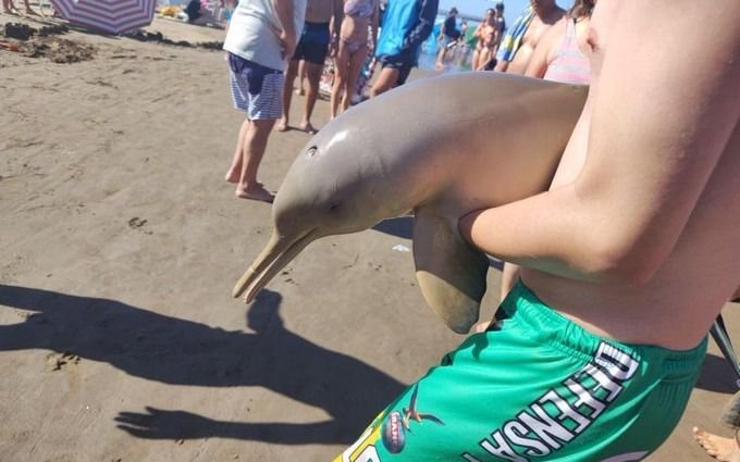 Revuelo en Mar del Tuyú por un delfín muerto en la playa: "Turistas lo sacaron del agua y..."