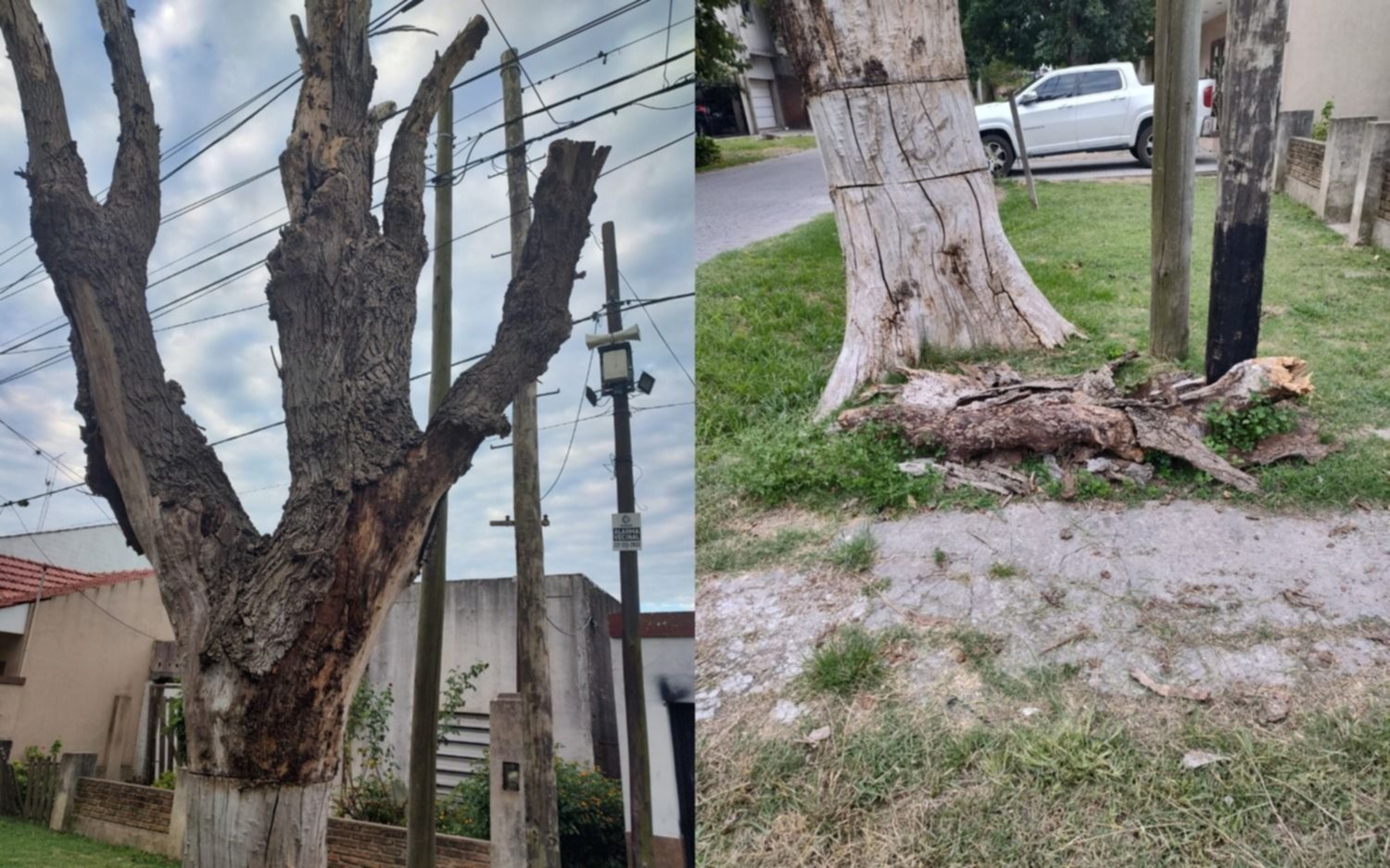 Vecinos advierten por un árbol “a punto de caerse” en San Carlos