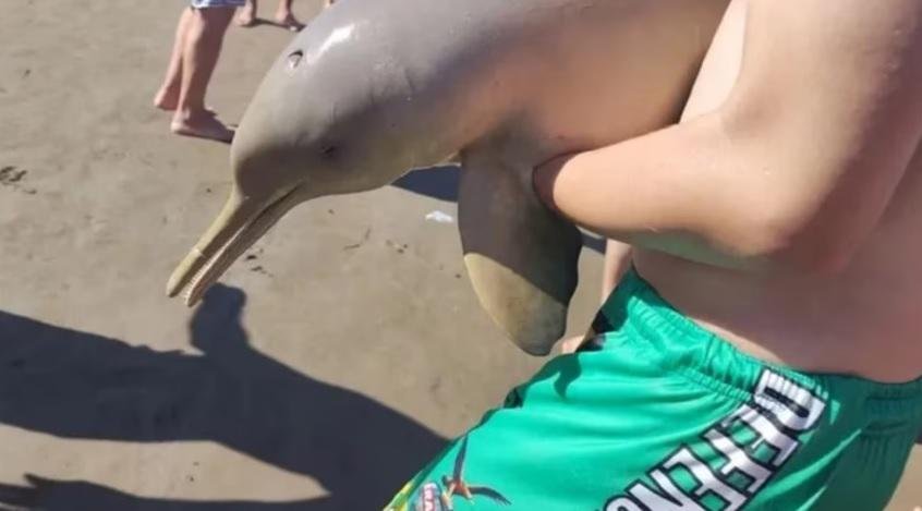 Indignación en Mar del Tuyú: un turista mató un delfín por curiosidad