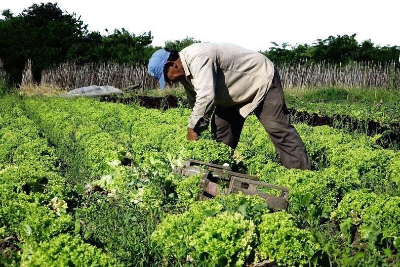 Cordón frutihortícola: la ola de calor bajo el techo de los invernaderos de La Plata