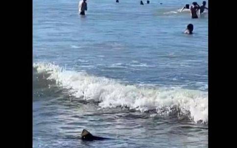 Sorpresa en Mar del Plata: apareció un tiburón cazón en una playa repleta de turistas