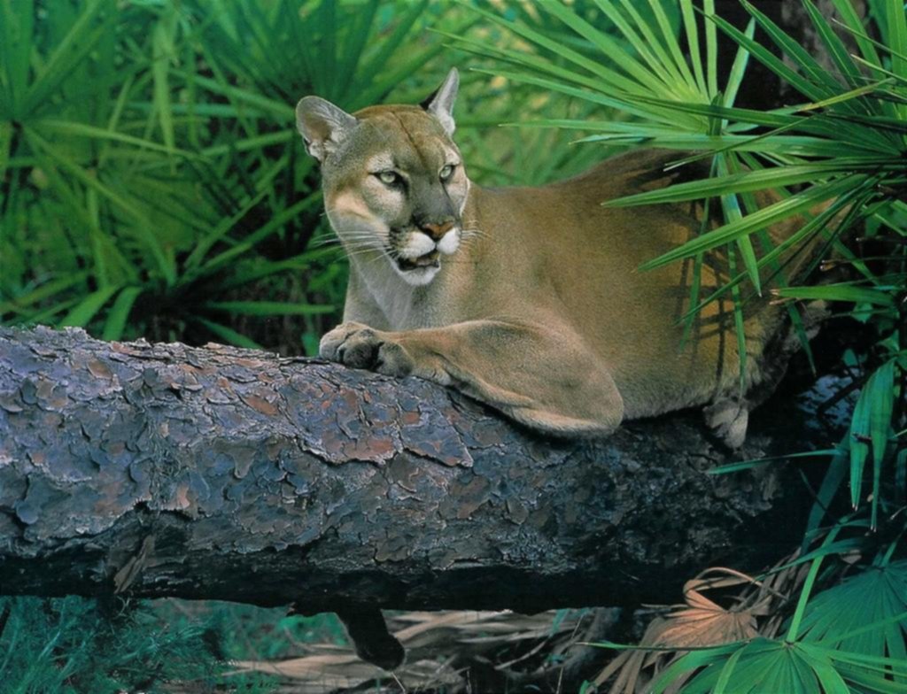 Diversidad genética: cayó en más de 600 especies