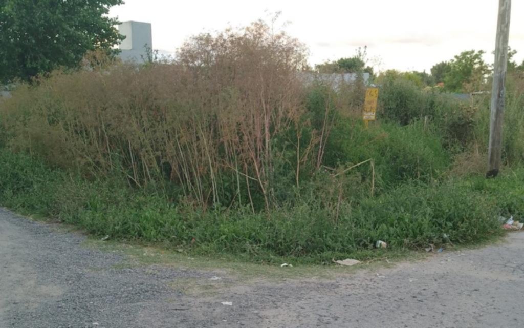 El pasto con altura de árbol y la vereda que ya no existe en un predio de 147 y 70