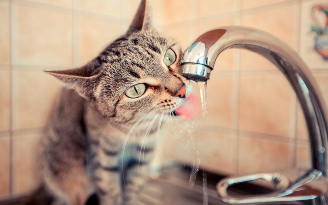 Viernes bien caluroso en la Ciudad: ¡34 grados de máxima!