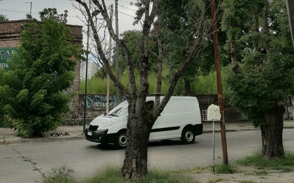 Un árbol "a punto de caerse" en La Plata