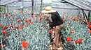 Los platenses "importados" que viven junto a las flores