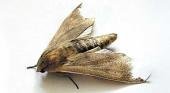 Las "mariposas negras" están en La Plata y provocan alergias