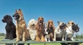 Hoteles para perros