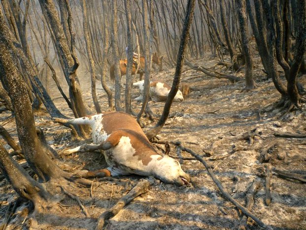El incendio de Chubut ya es el más grande de la historia