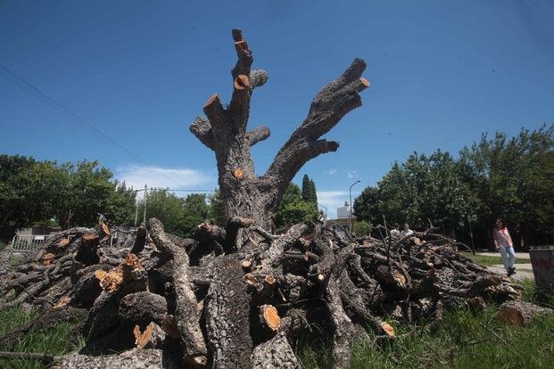Polémica por poda de añejo árbol en El Mondongo