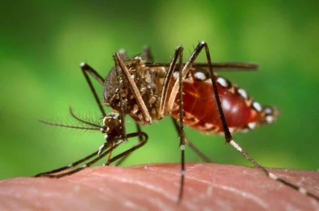 Confirmaron el primer caso de Chikungunya y los afectados por dengue ascienden a cinco