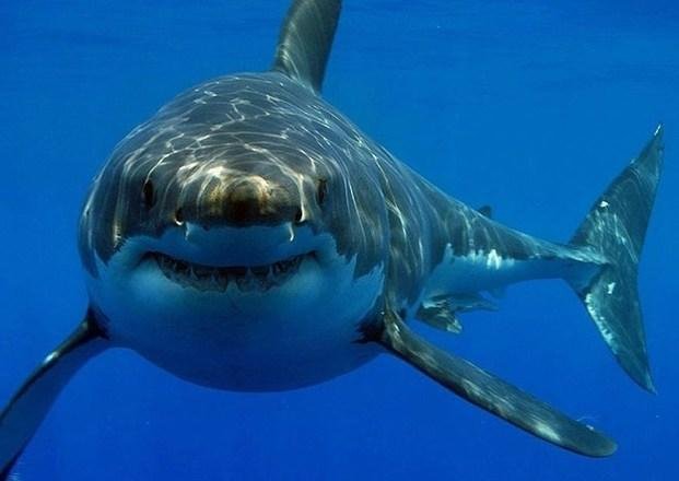 Por el calor y el fenómeno  de El Niño, hay un récord  de ataques de tiburones