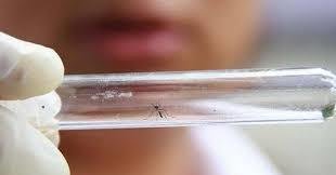 Hallan nuevas evidencias que vinculan 
al Zika con malformaciones congénitas