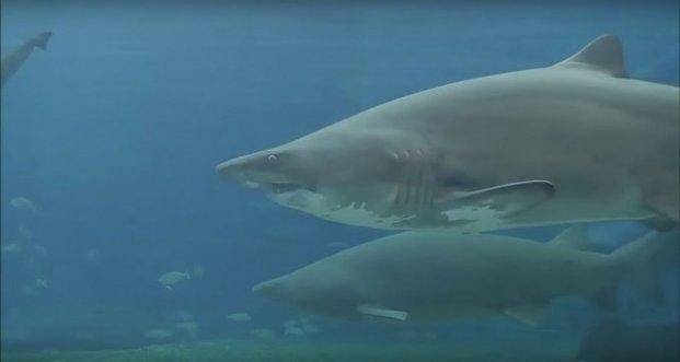 Impactante video muestra el ataque de un tiburón en un acuario