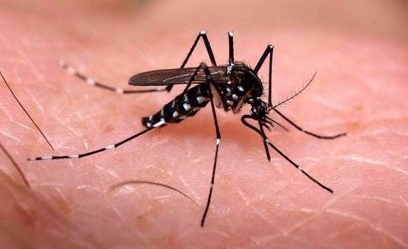 Mar del Plata confirmó tres caso de dengue en la Ciudad