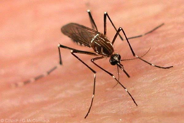 Confirman más de 200  casos de dengue en Capital