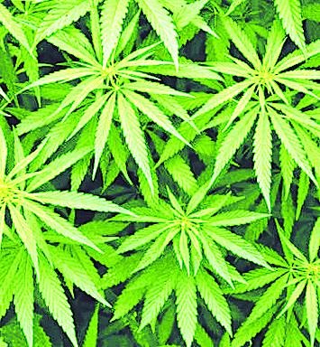 Piden autorizar el uso del cannabis medicinal