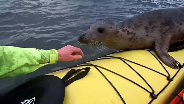 El amistoso encuentro entre una foca y un hombre en medio de un lago