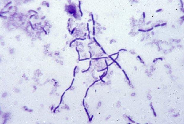 Investigadores argentinos hallan bacteria que retrasa el envejecimiento