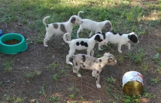 Denuncian que policías abandonaron a 6 cachorros