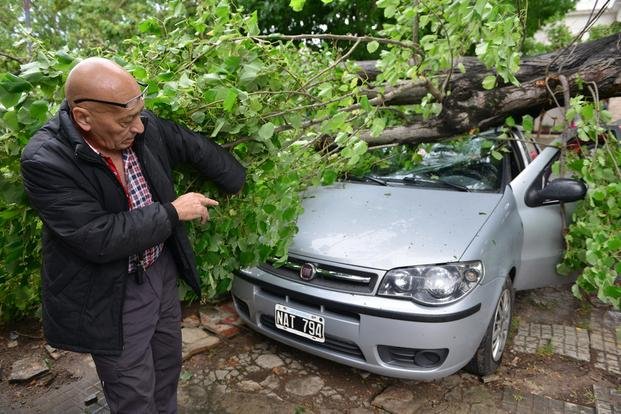 Se desplomó un árbol sobre su auto y lo puede contar