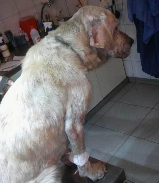 “Wanda”, la perrita rescatada de la calle, ya tiene dueña