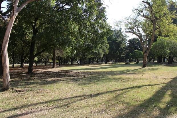 Los árboles del Parque Pereyra