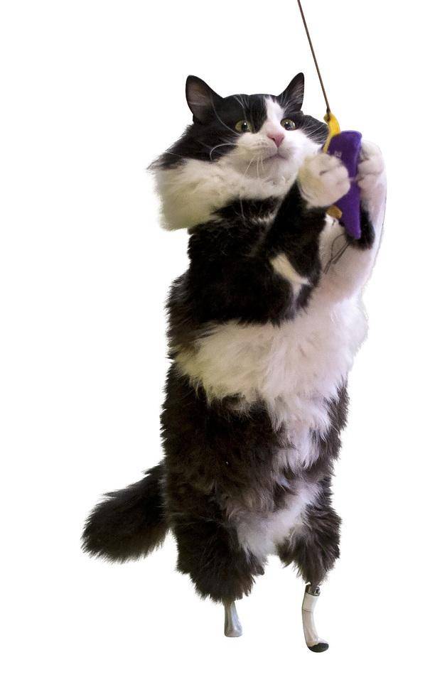 Pata biónicas para un gato de Bulgaria