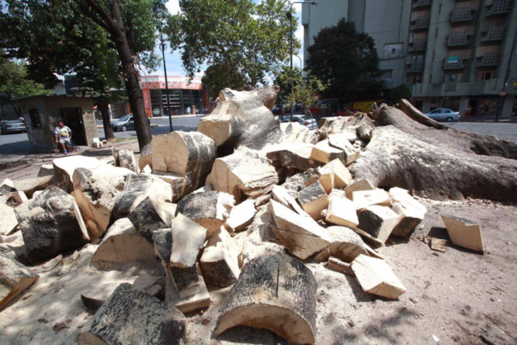 Adiós al emblemático ombu de plaza Italia