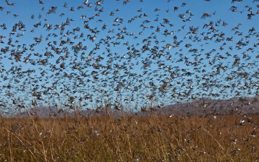 Una plaga de lansgostas pondría en jaque al Mundial de Rusia