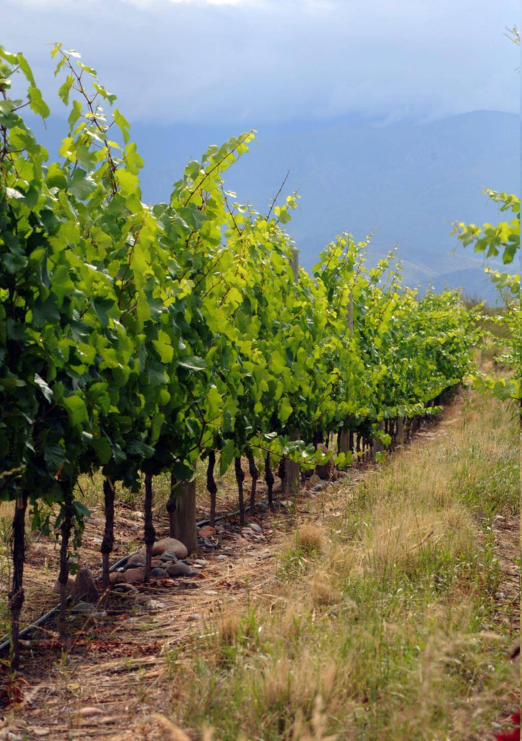 La ruta del Torrontés en La Rioja une hermosos paisajes con el mejor vino