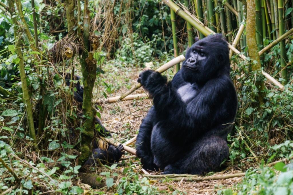 La experiencia extrema de convivir con gorilas en las montañas de África