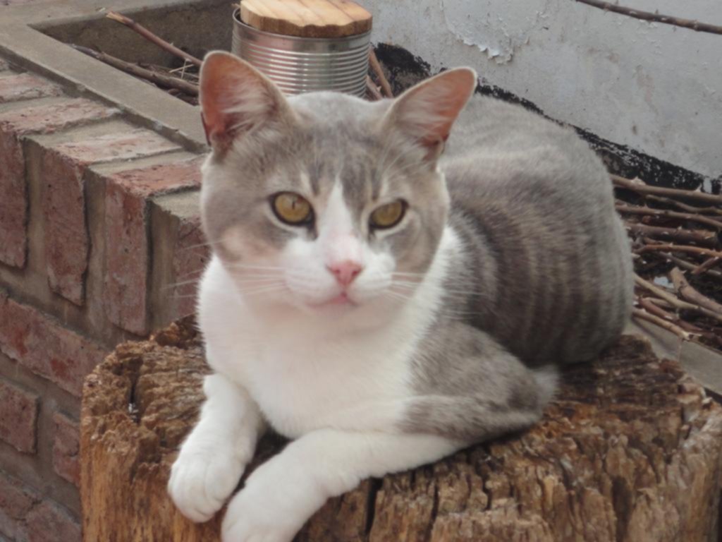 Rincón animal