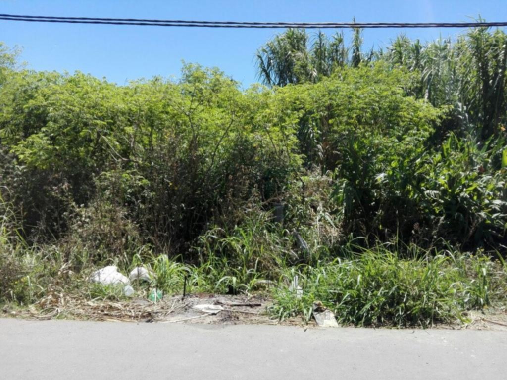 Pastizales y basurales en la zona de calle 90 y 120