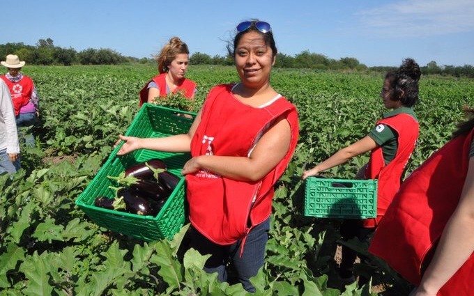 Comedores comunitarios platenses recibirán frutas y verduras producidas en la Región