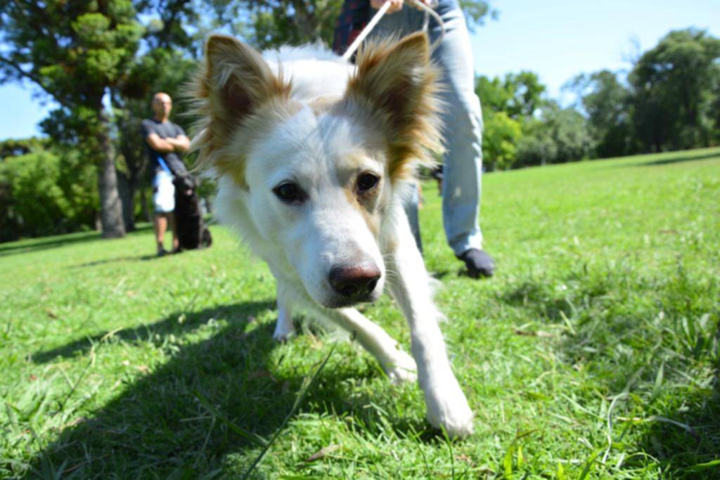 Jornada de atención gratuita para mascotas en Etcheverry