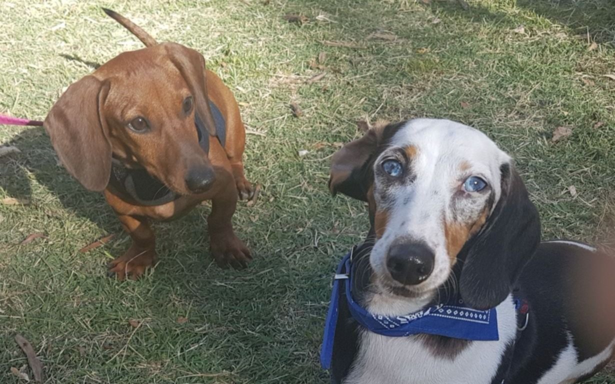 Hubo un nuevo "salchiencuentro" en la Ciudad