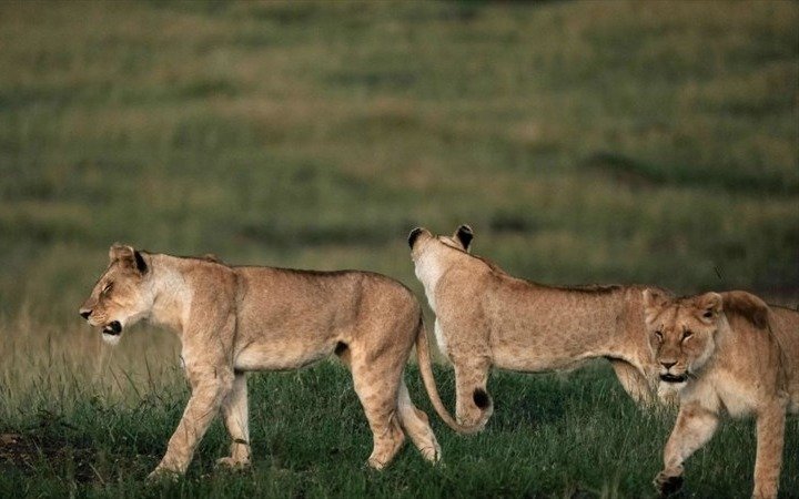 Un grupo de leones mató a un presunto cazador furtivo en Sudáfrica