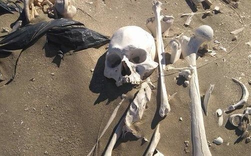 Revelan el misterio que se generó en torno a los huesos hallados en Península Valdés 