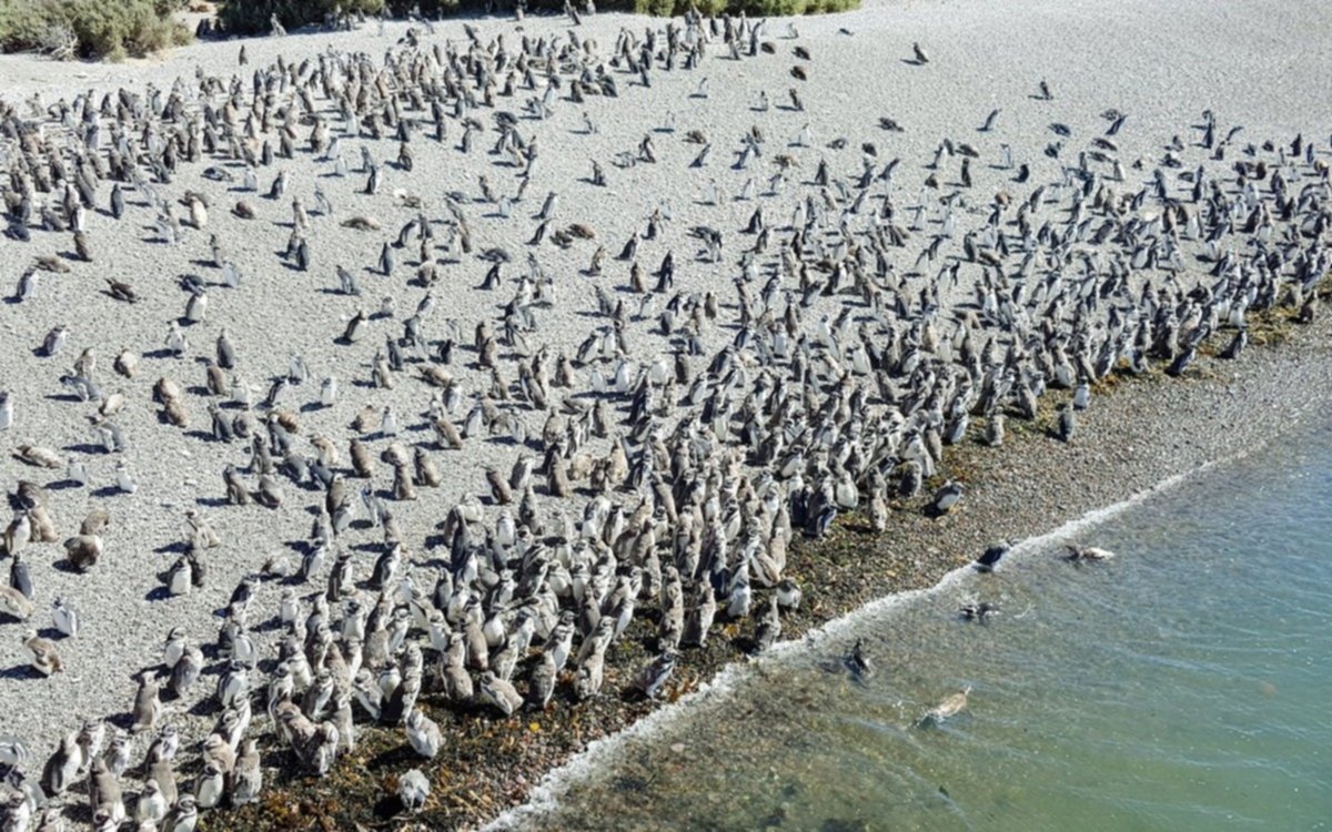 La pingüinera de Punta Tombo explota: llegaron más de un millón de ejemplares 