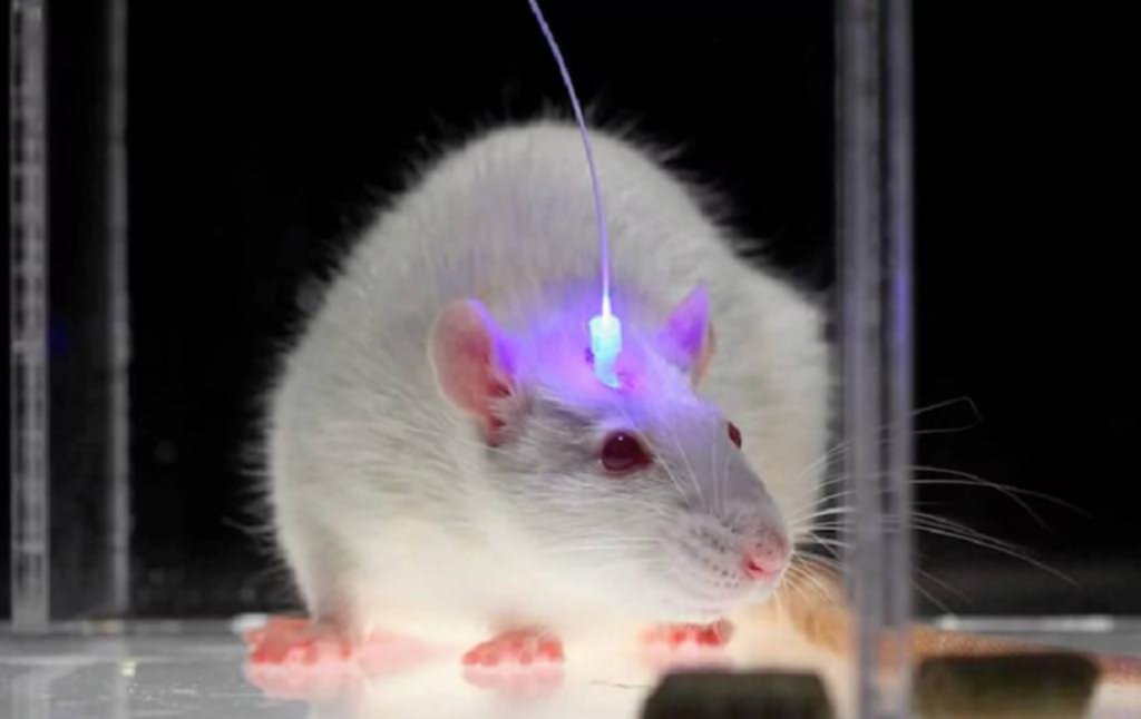 Una técnica permite manipular el cerebro de ratones con luz y sin cirugía