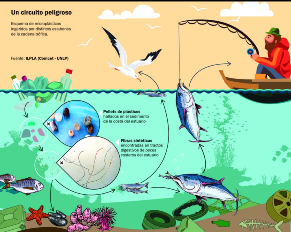 Detectan preocupante contaminación con plásticos en los peces de la Región