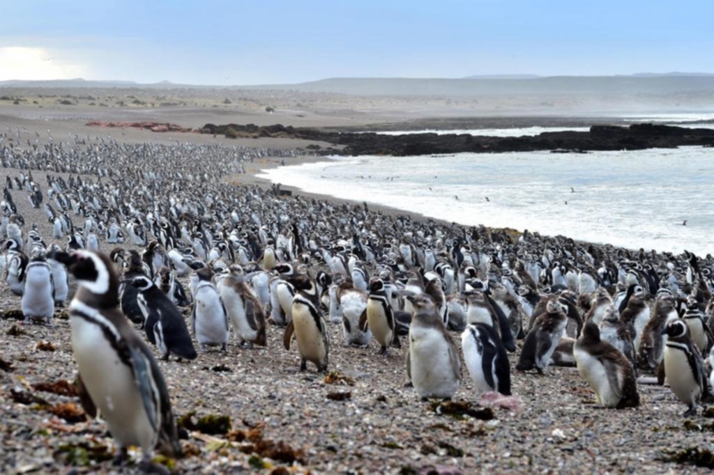 Pingüinera de Punta Tombo a pleno