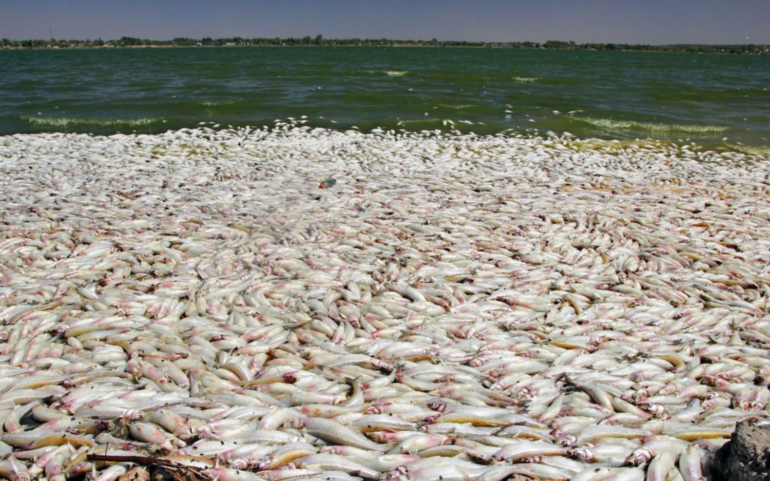 Miles de peces aparecieron muertos en la Laguna Don Tomas de Santa Rosa