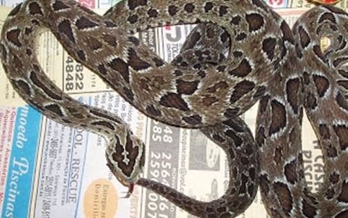Detuvieron a un hombre que comercializaba serpientes: tenía más de 200 en una casa del Once