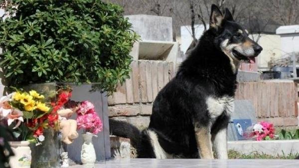 Murió el perro que conmovió al mundo viviendo junto a la tumba de su dueño