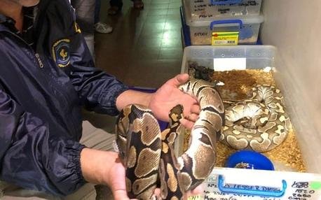 Incautaron más de 200 serpientes en Once