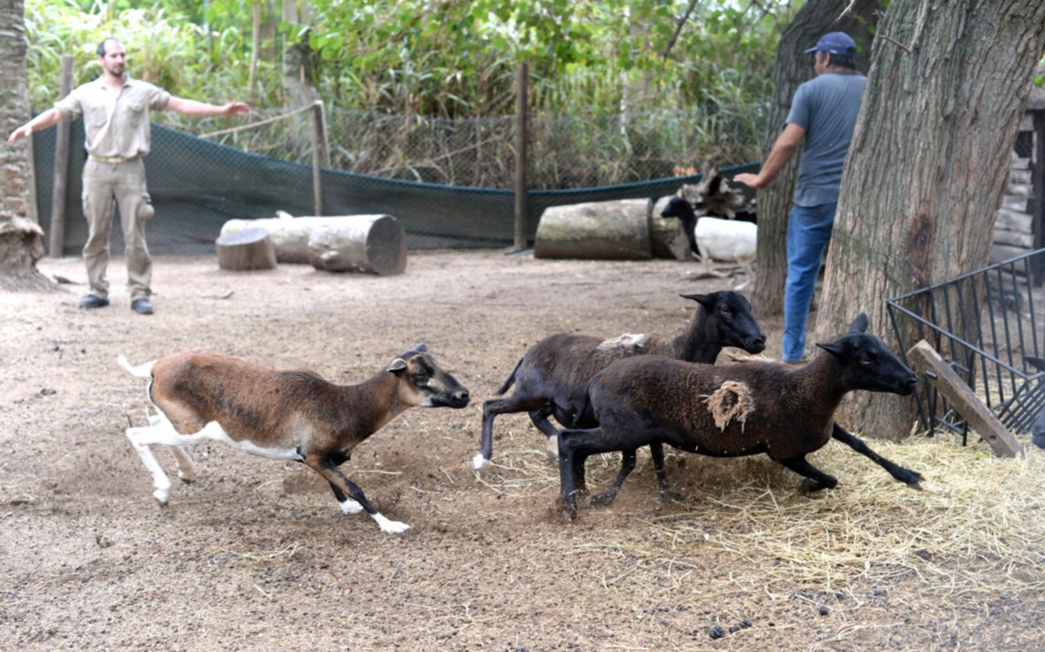 Trasladaron a nueve ovinos del Bioparque platense a un predio conservación y protección