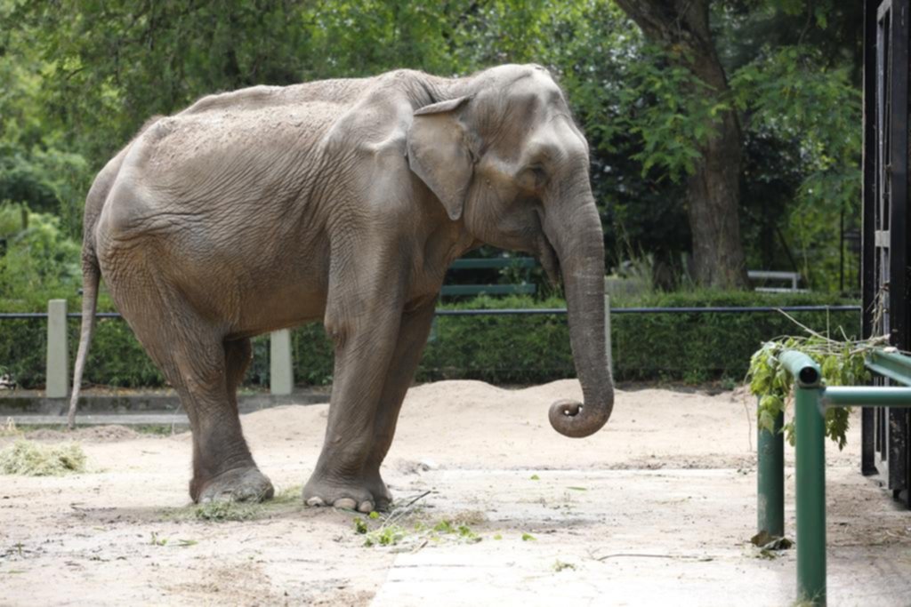 La elefanta “Pelusa” ya arrancó con el entrenamiento y su viaje a Brasil está cada vez más cerca